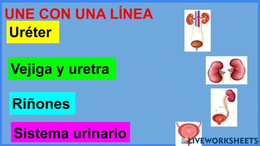 El sistema urinario