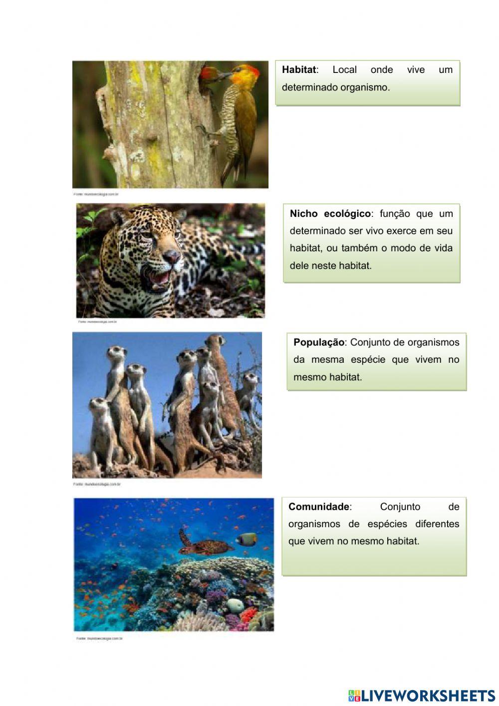 Conceitos de Ecologia