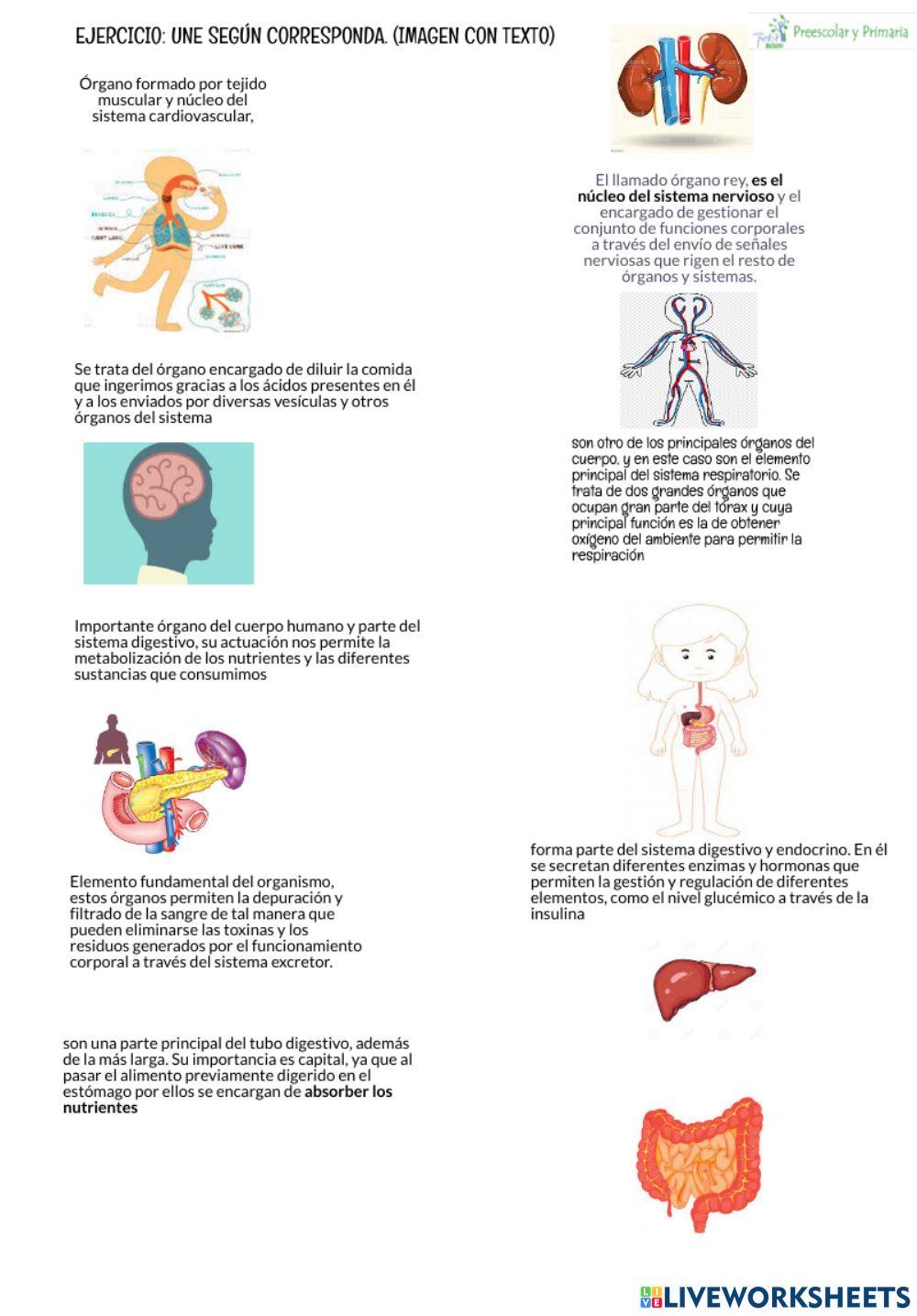 Organos importantes del cuerpo humano