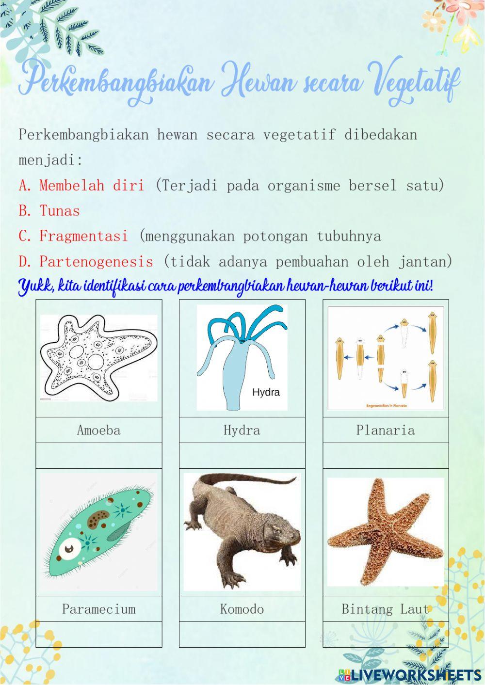 Perkembangbiakan Hewan