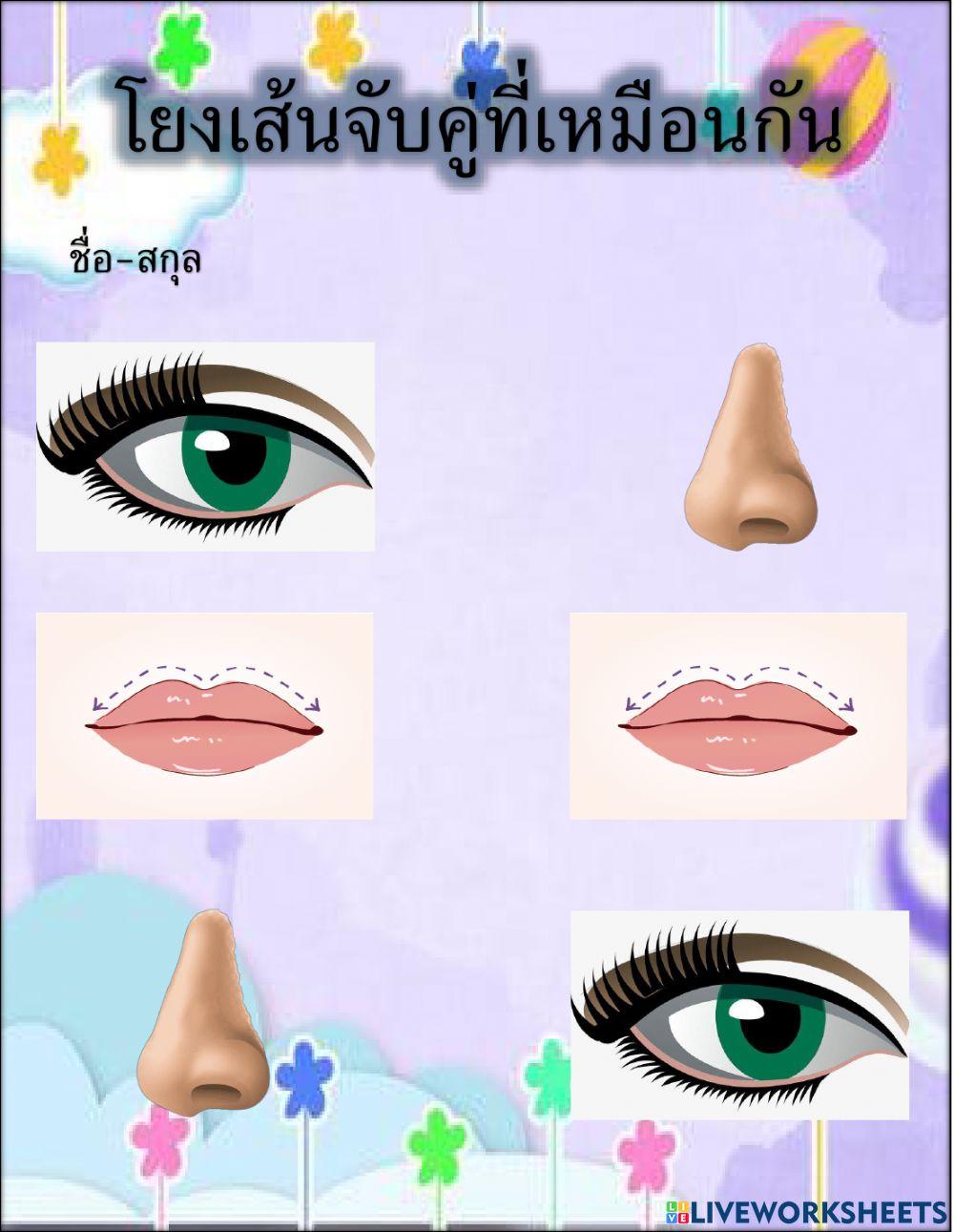 อวัยวะภายนอก