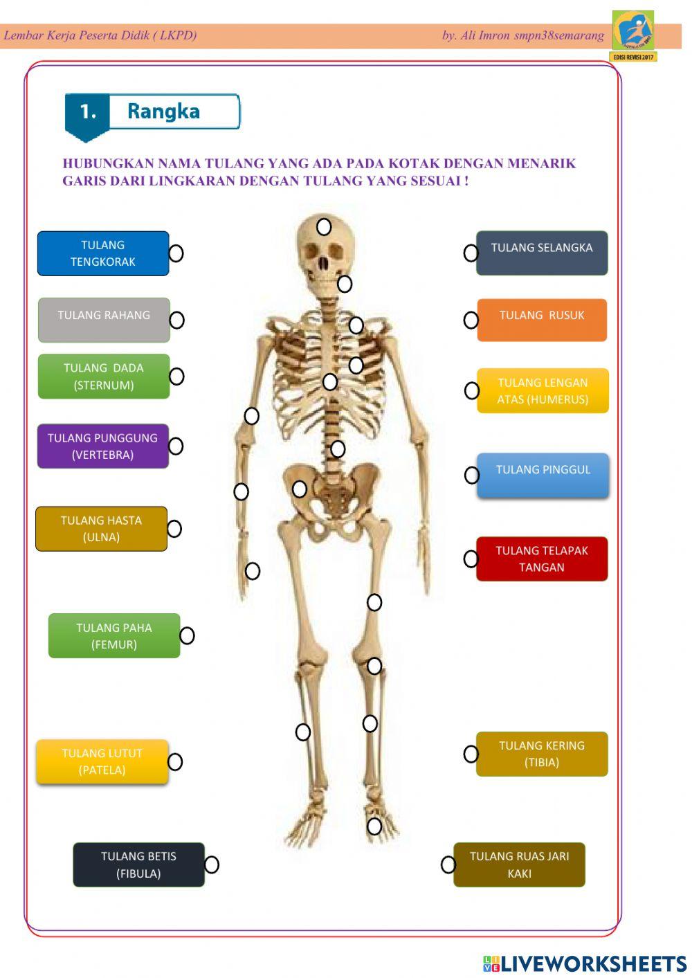 Lkpd Sistem Gerak Manusia