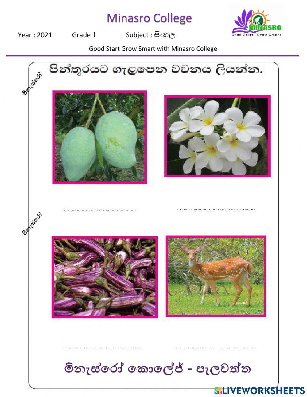 Minasro College - Sinhala for Primary classes