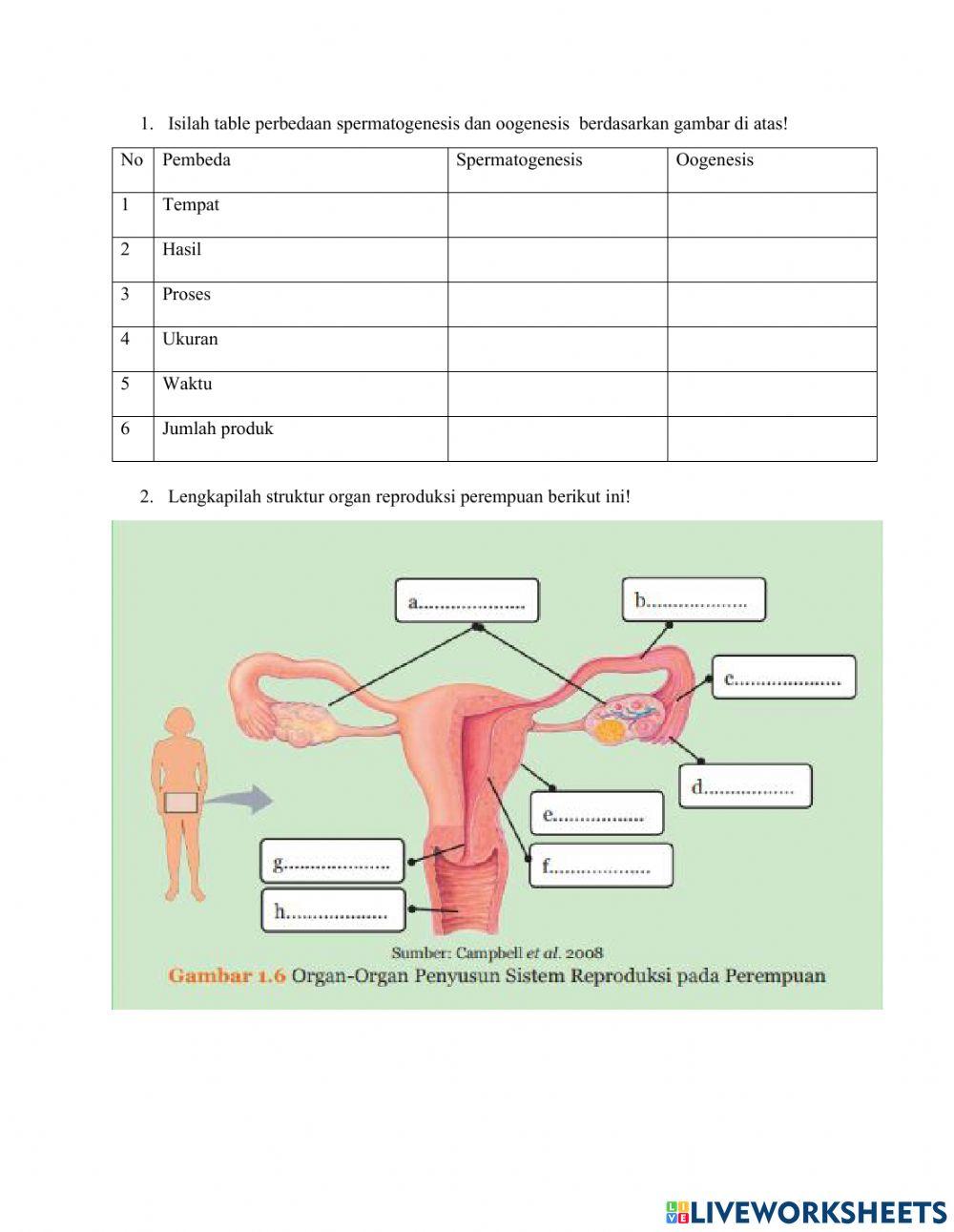 LKPD Kelas 9 3.1 Reproduksi perempuan