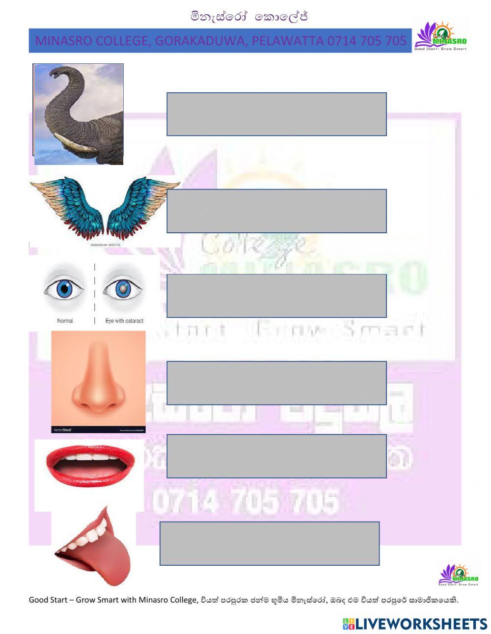 Minasro college - english for primary classes