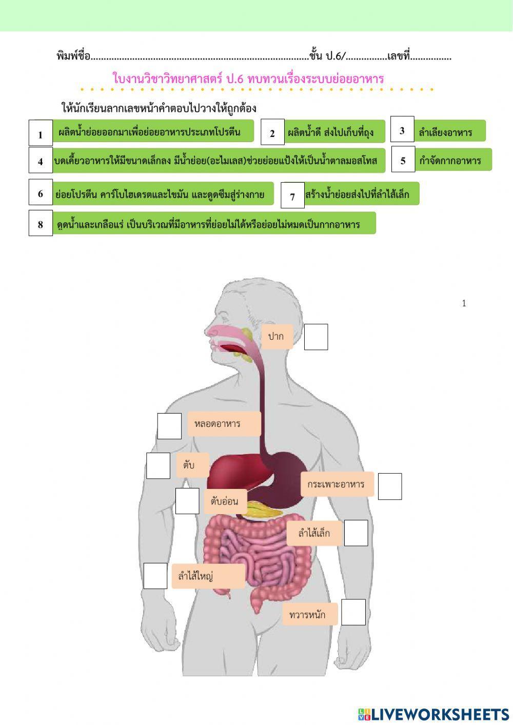 ระบบย่อยอาหาร