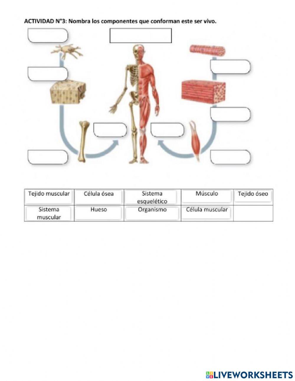 Niveles de Organizacion de los Seres Vivos