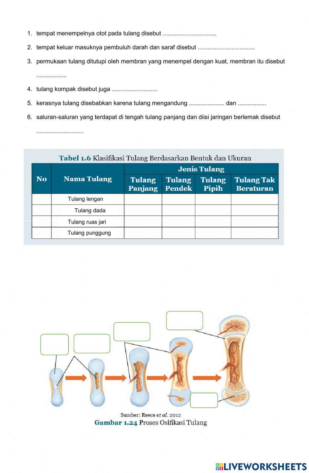 LKPD Struktur Tulang