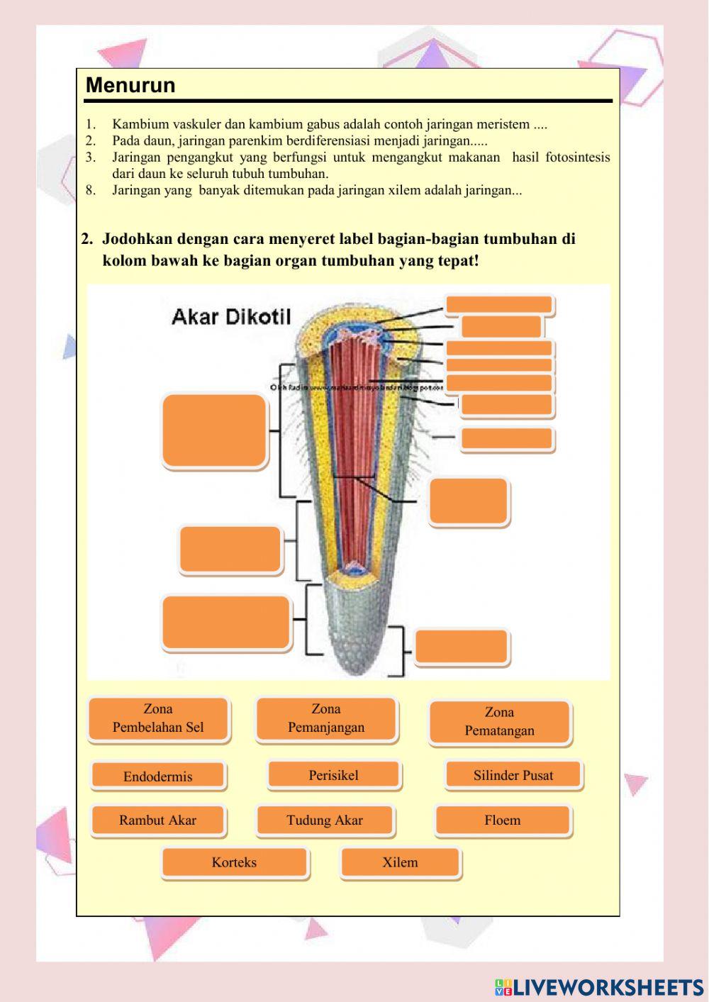 Struktur dan JAringan Akar dan Batang