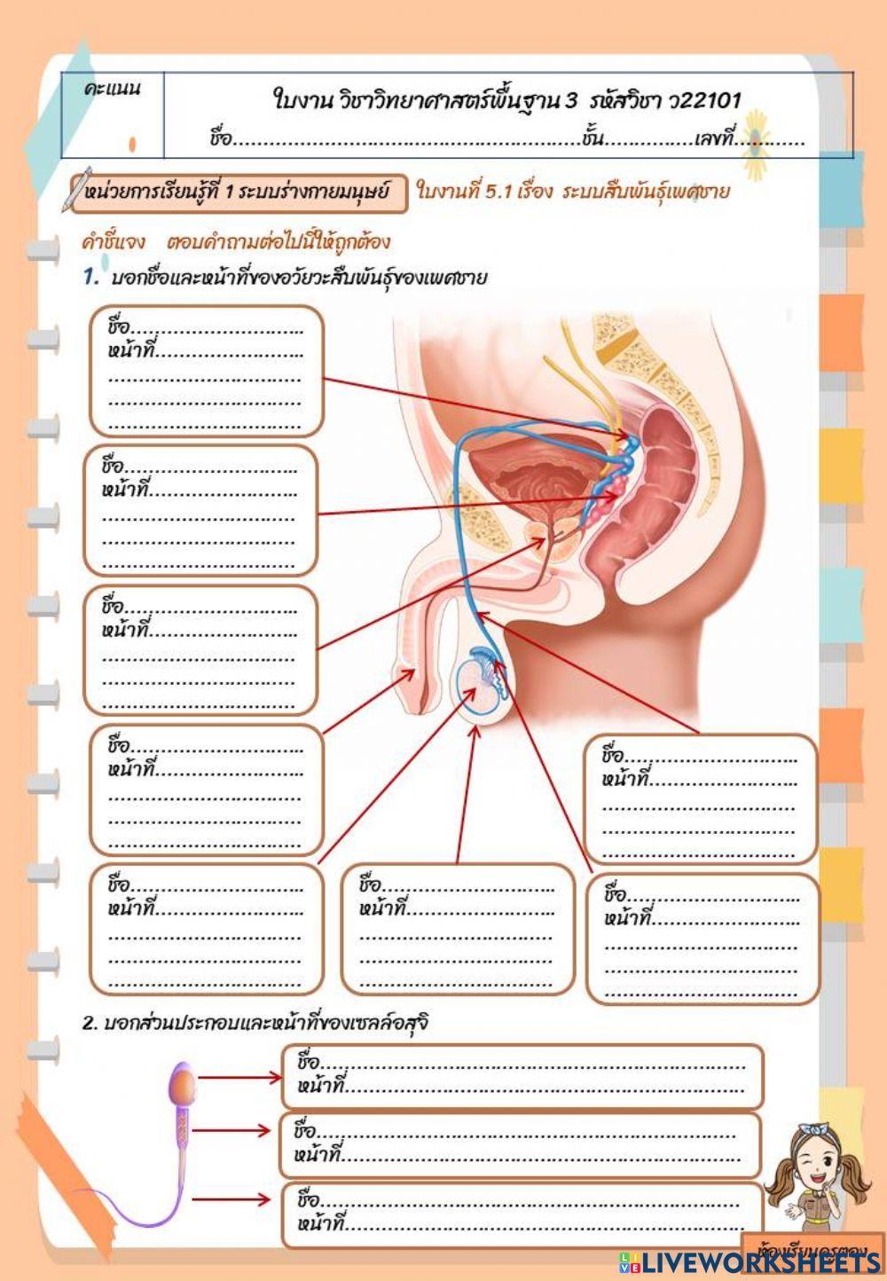 ใบงานที่ 5.1 ระบบสืบพันธุ์