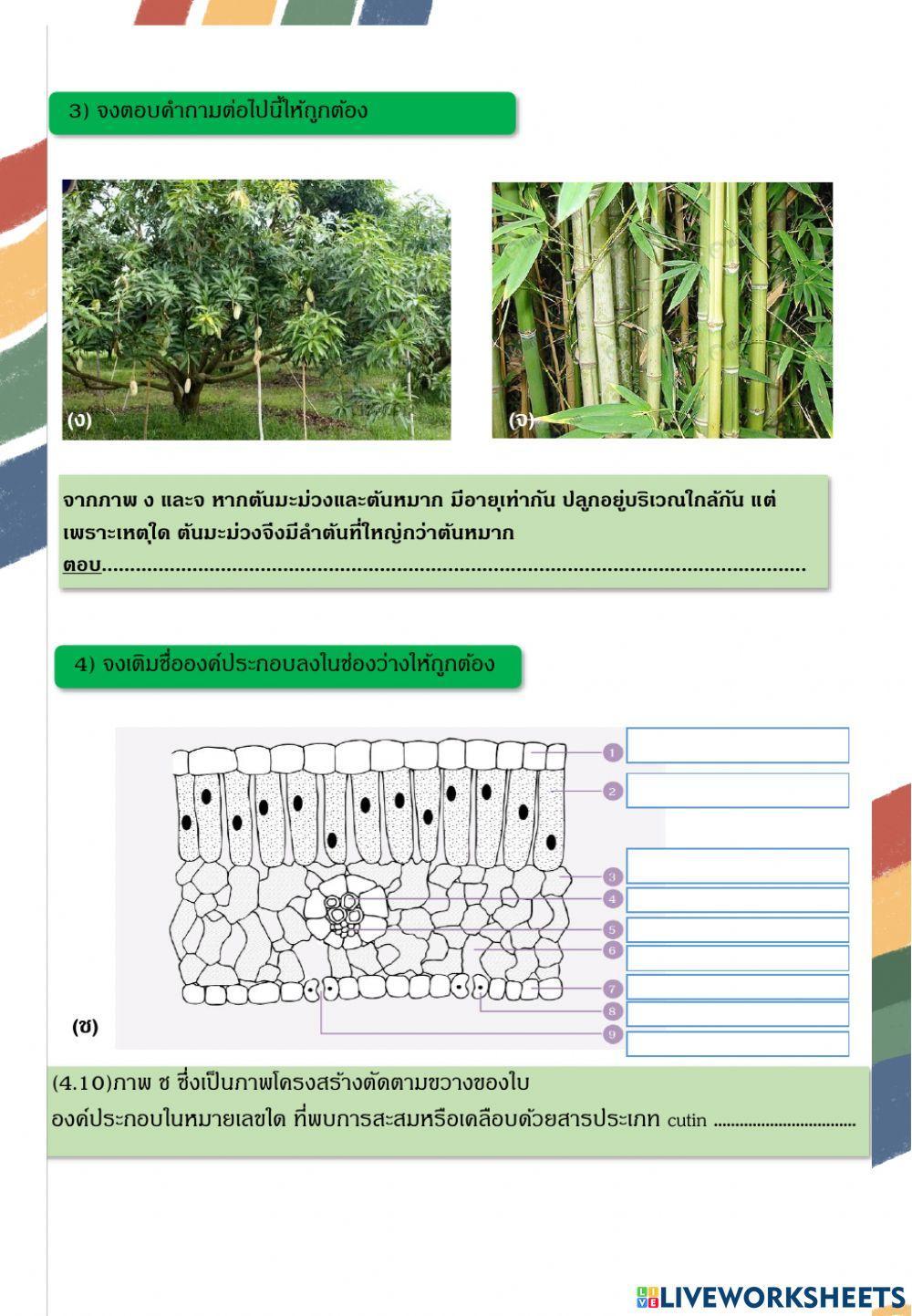 โครงสร้างและหน้าที่ของดอก