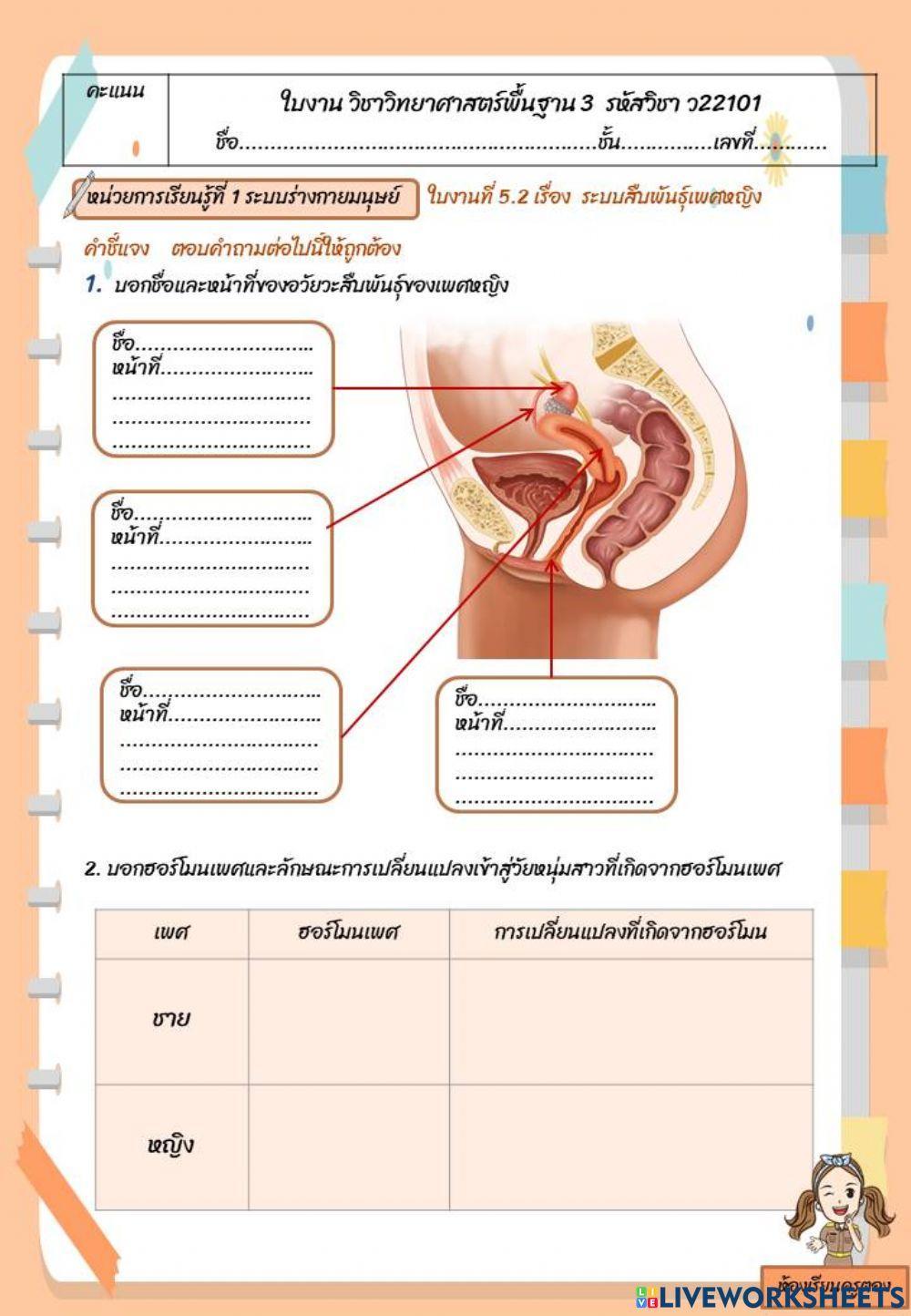 ใบงานที่ 5.2 ระบบสืบพันธุ์เพศหญิง