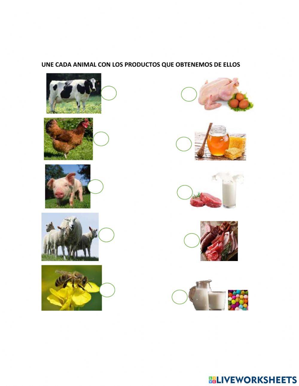 Caracteristicas de los animales