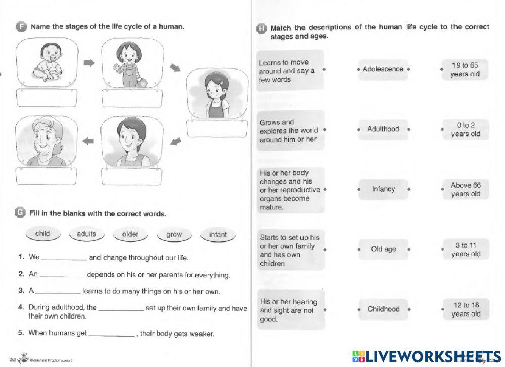 Science worksheet 2 Human life cycle