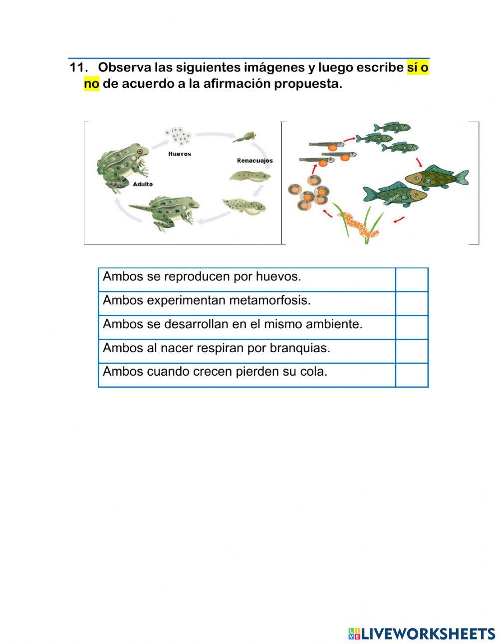 Animales Vertebrados