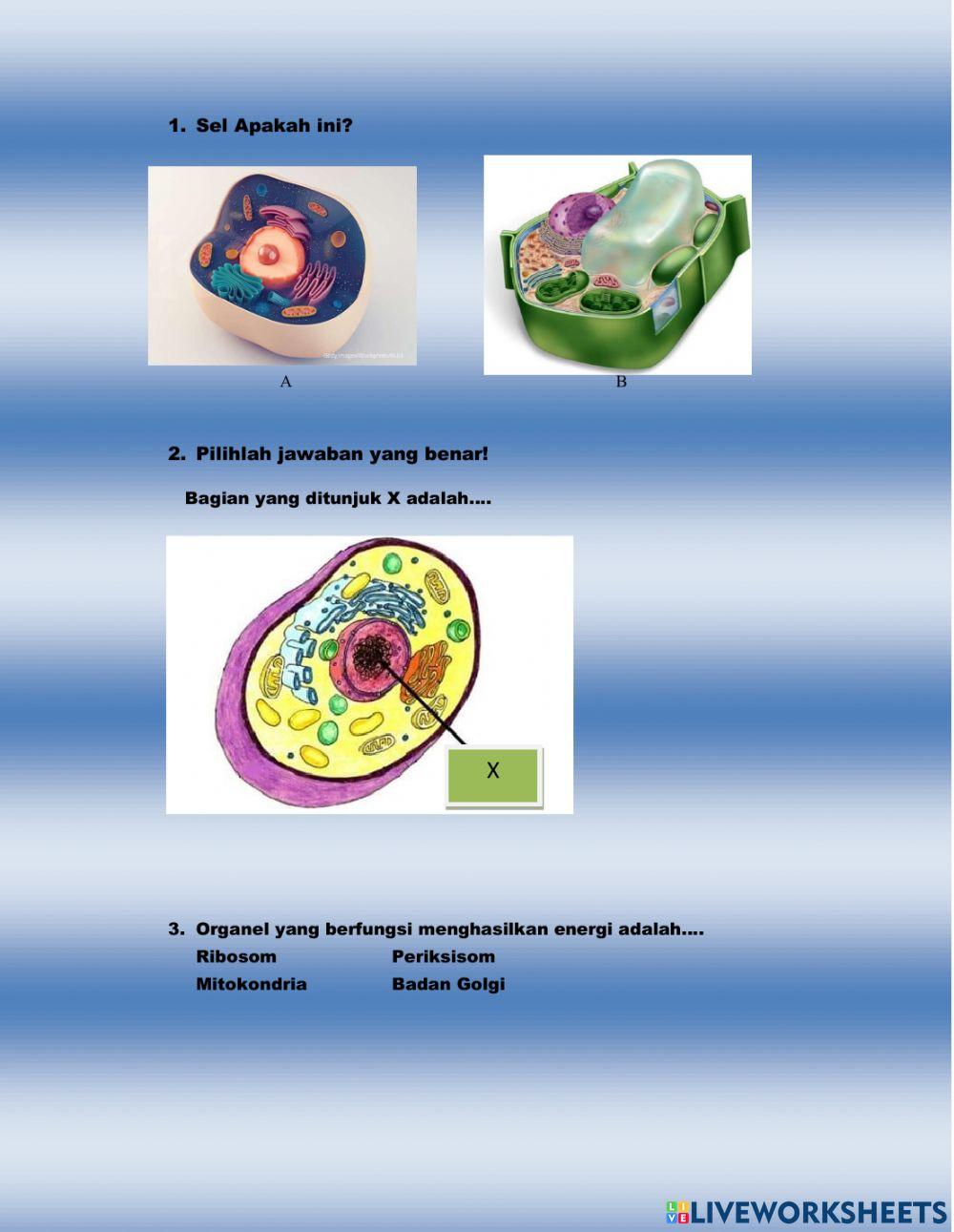 Lkpd: Sel