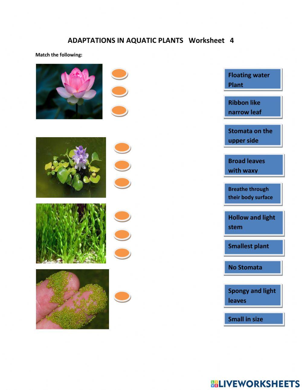 Adaptations in aquatic plants online exercise for Live Worksheets