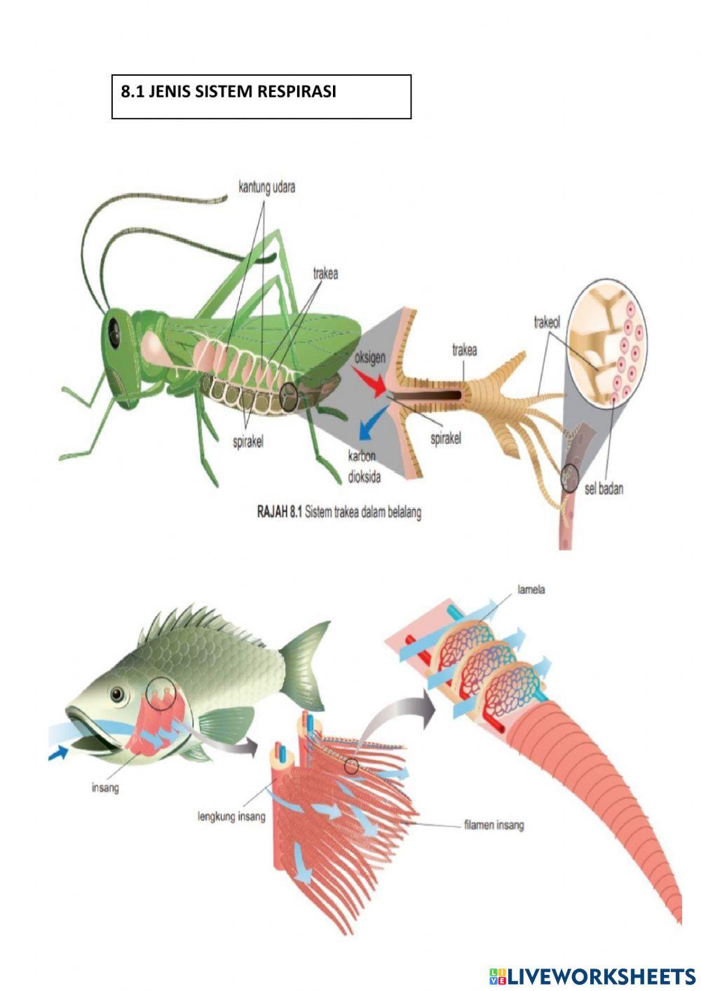 Jenis sistem respirasi