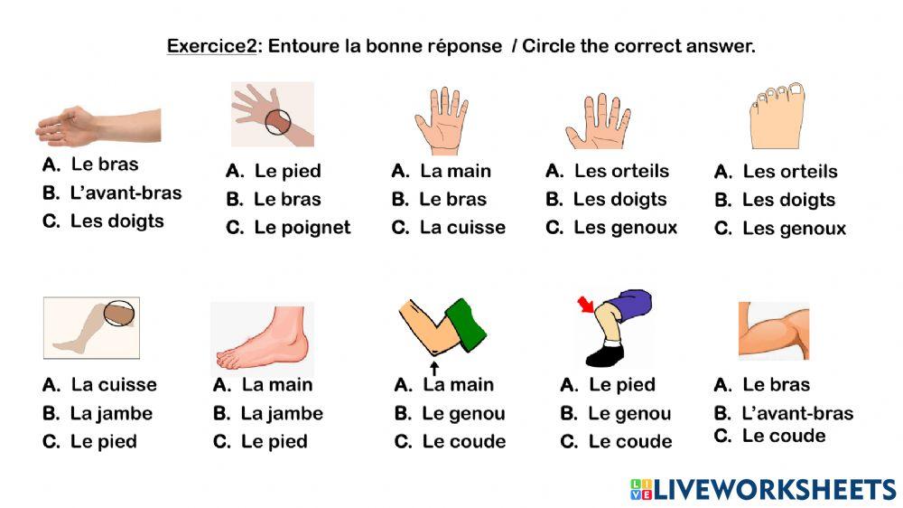Les parties du corps humain
