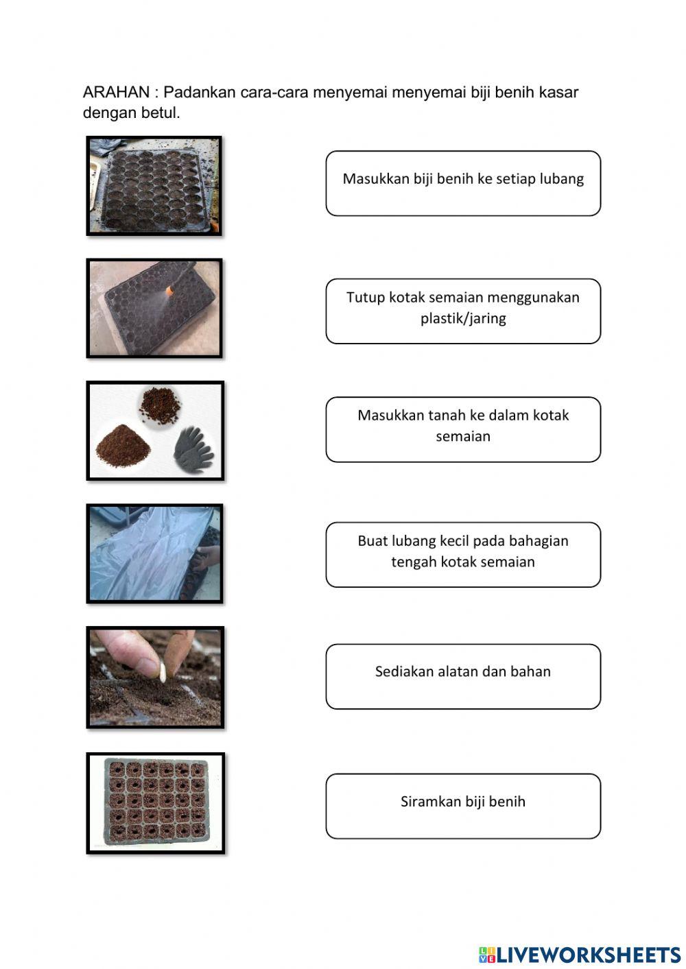 Cara-cara menyemai biji benih kasar