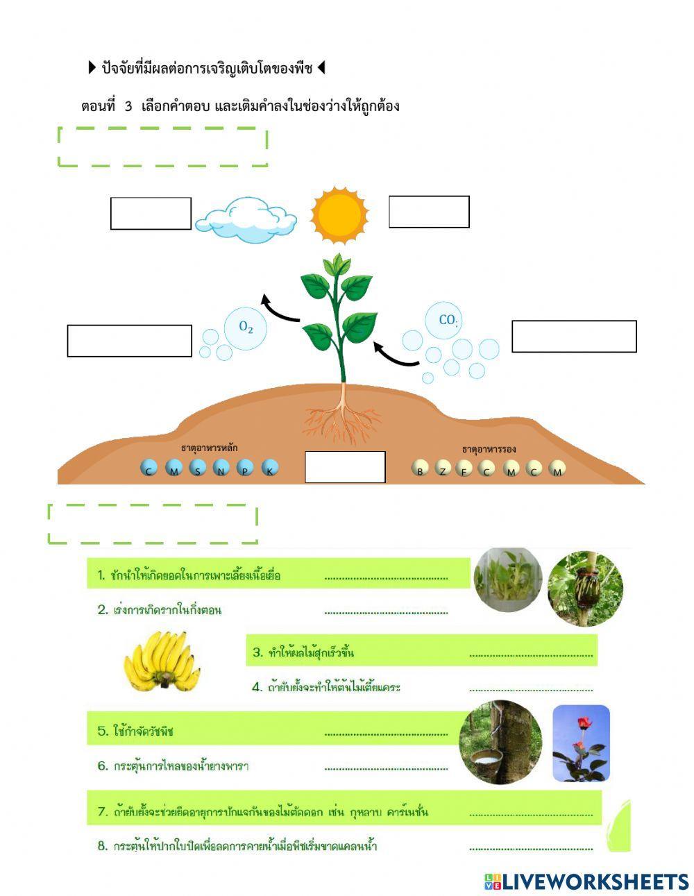 ใบงานการดำรงชีวิตขvงพืช