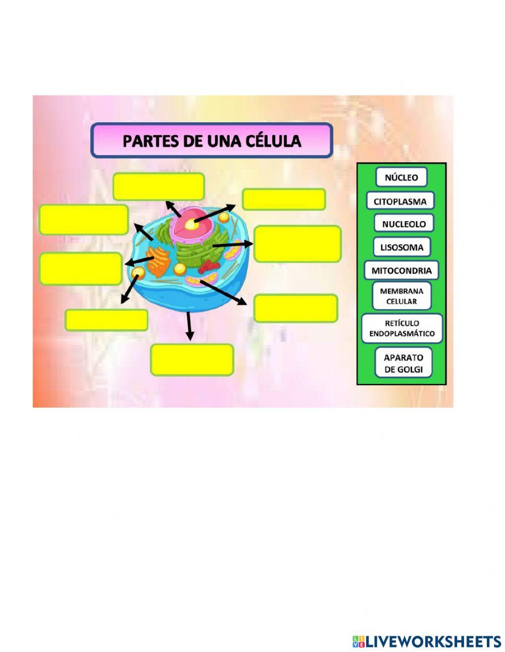 Partes de la célula