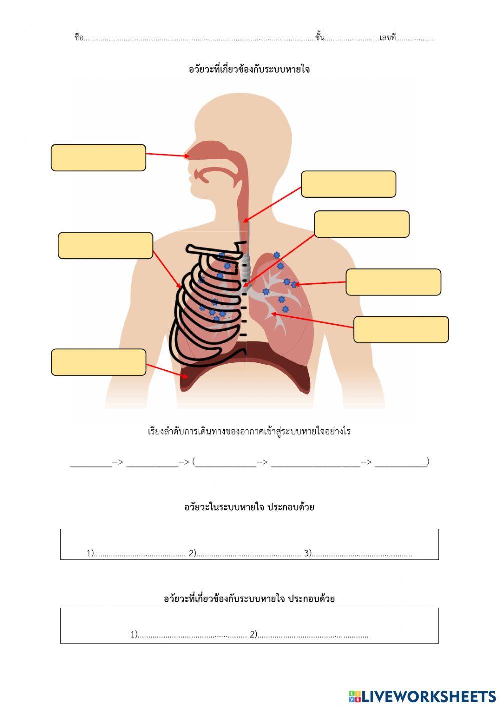 Liveworksheets ระบบหายใจ 1