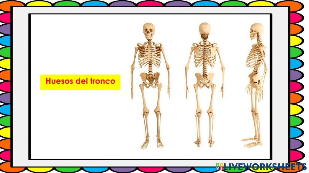 Huesos del tronco