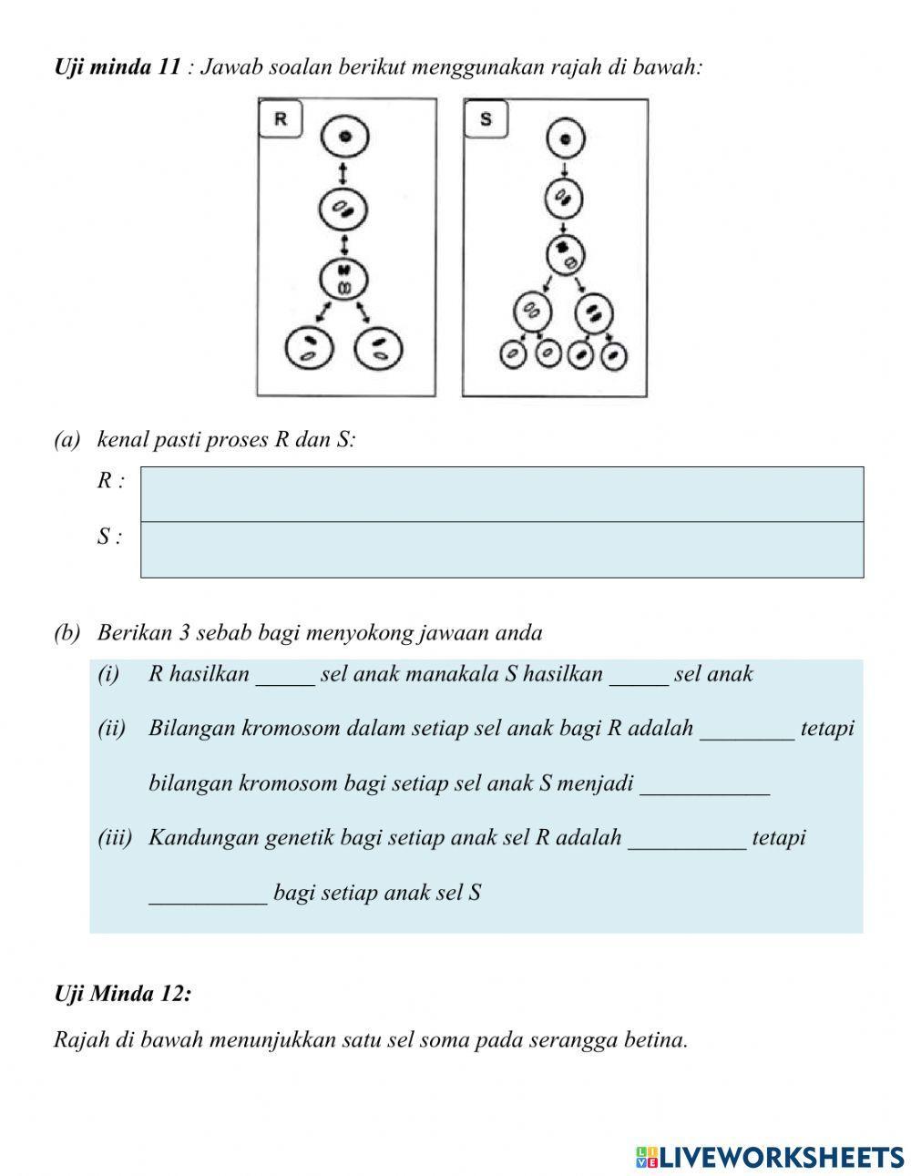 Perbezaan mitosis dan meiosis