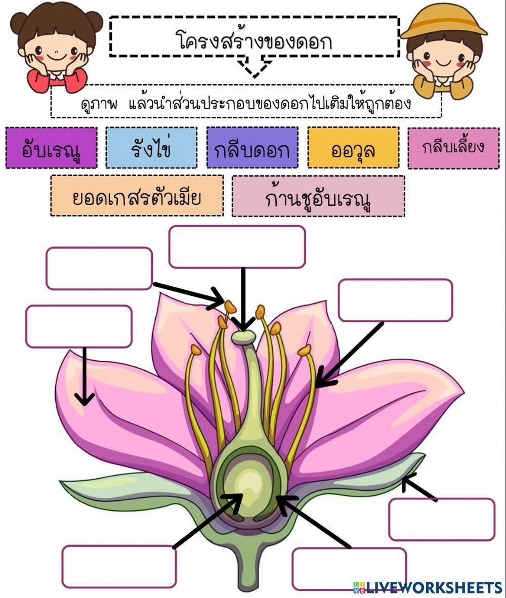 ส่วนประกอบของดอก ป.2