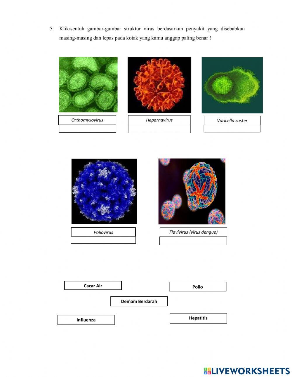 Lkpd peranan virus dalam kehidupan manusia