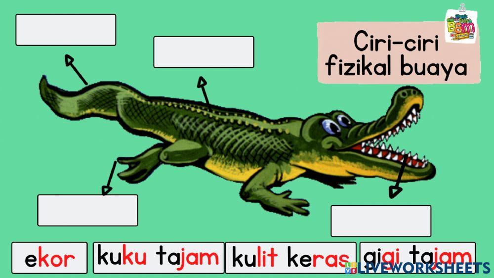 Ciri-ciri Fizikal Buaya