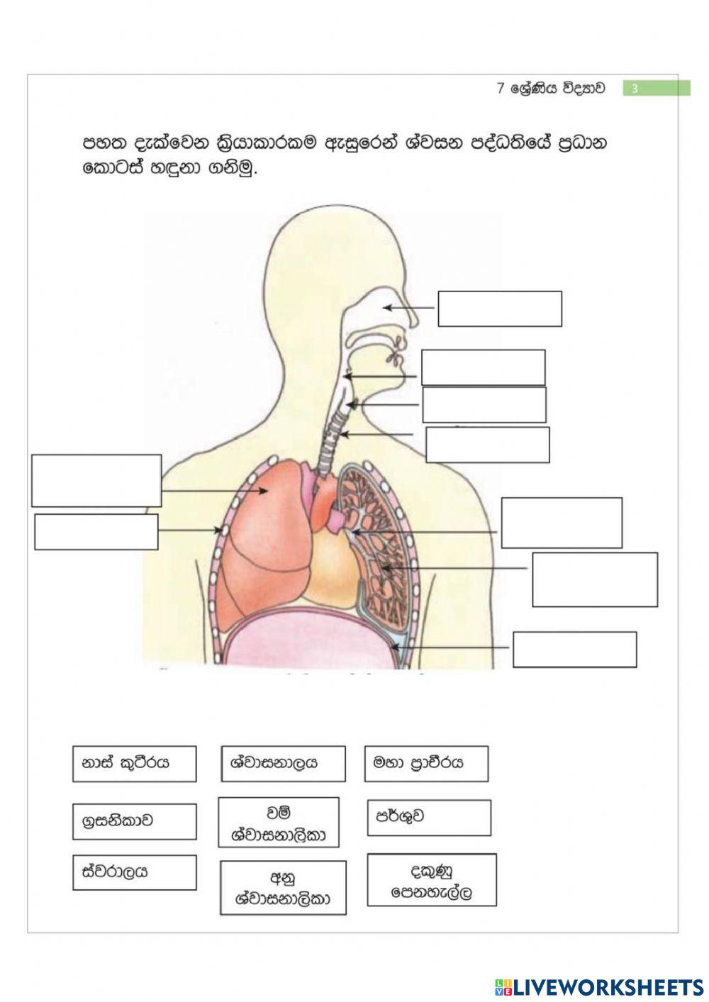 Respiratory System Grade 07