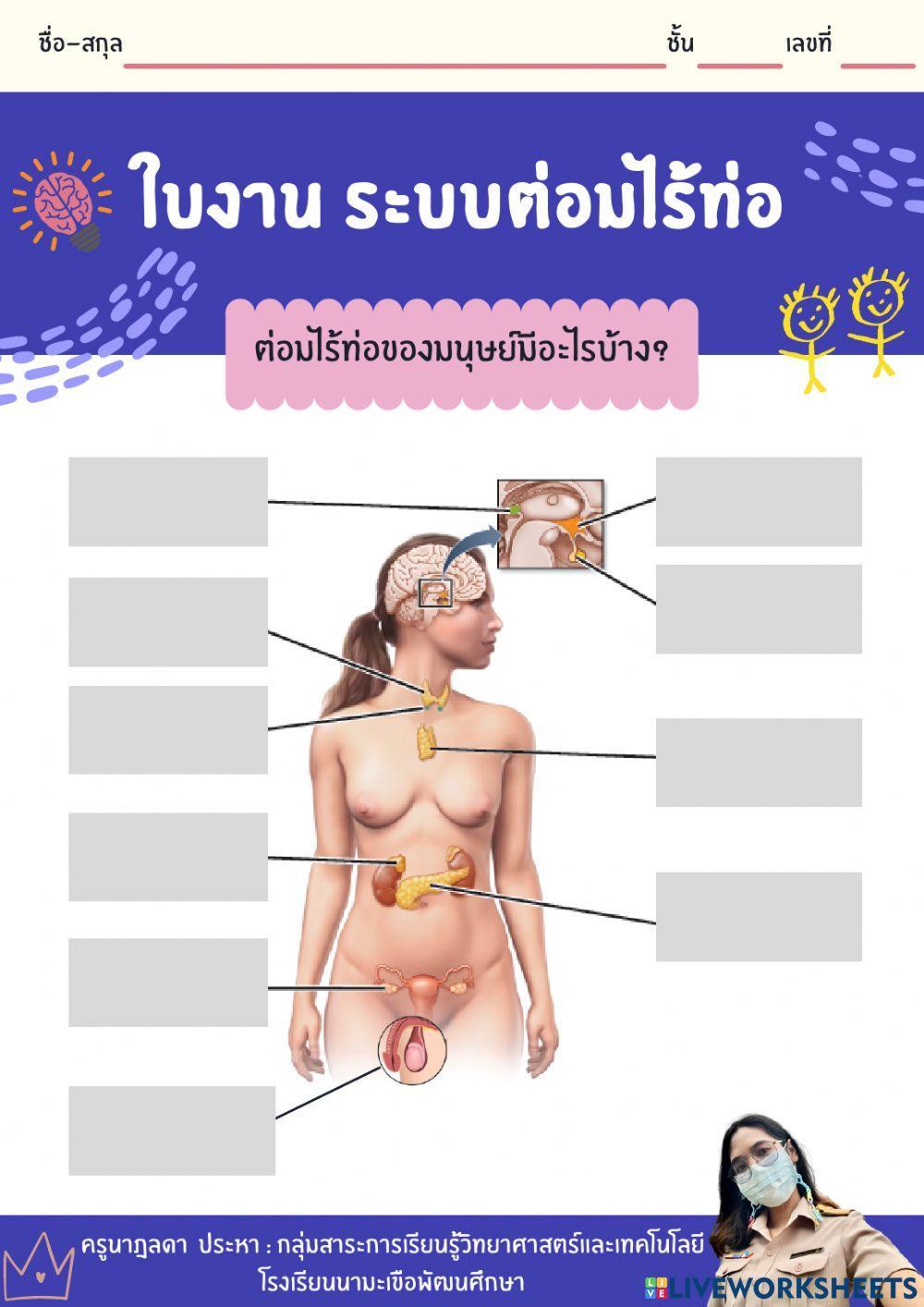 ใบงานระบบต่อมไร้ท่อ