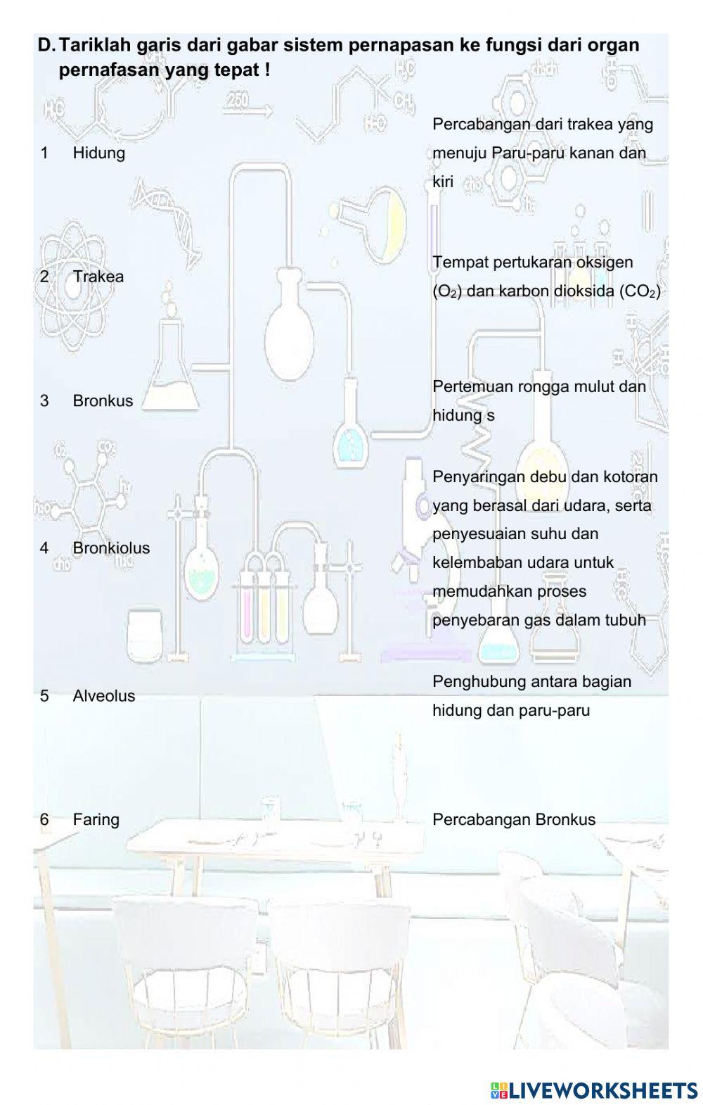 Alat-alat pernafasan pada manusia dan fungsinya