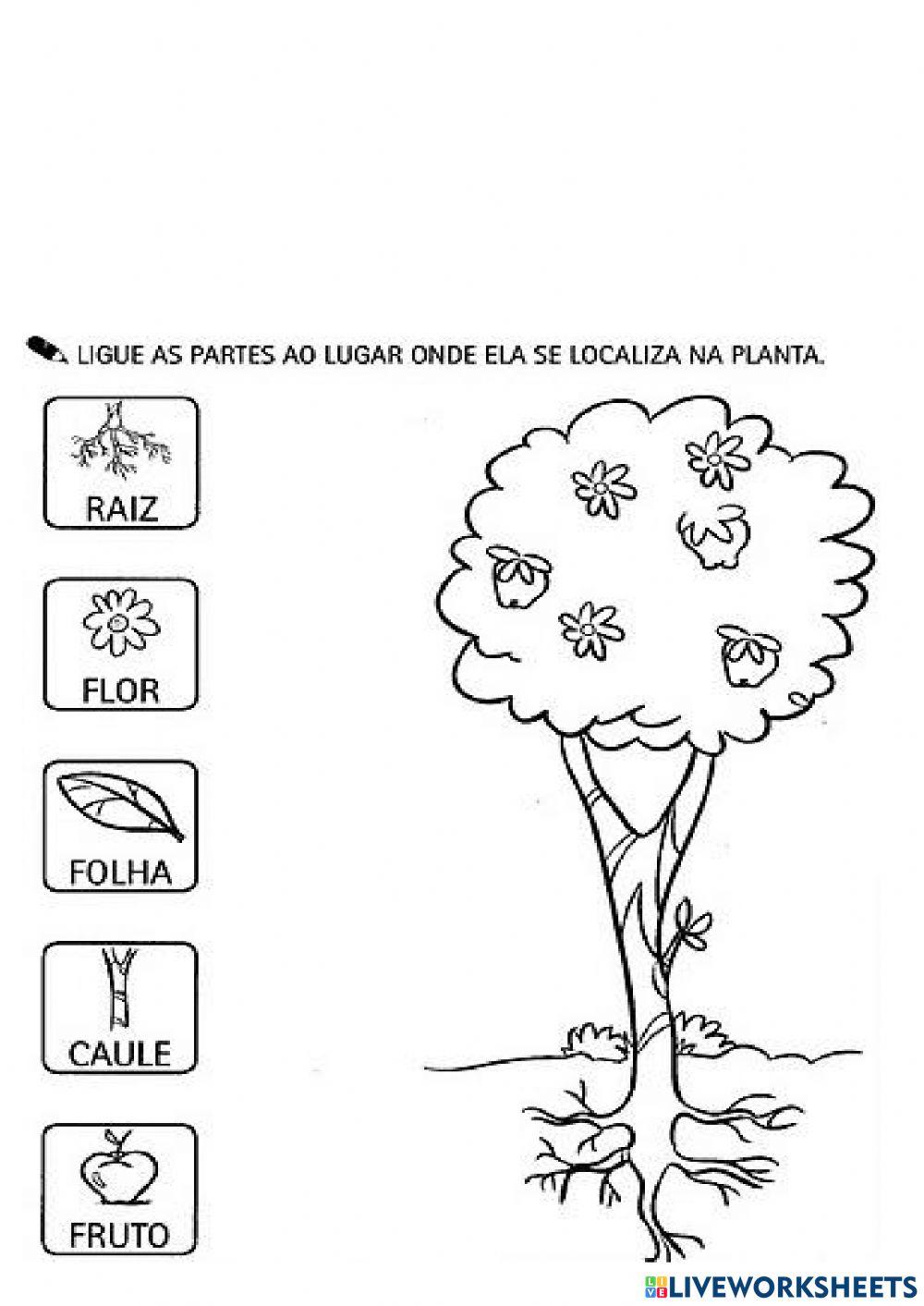 PLANTAS