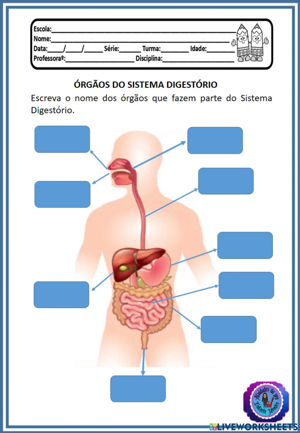 Sistema do Corpo humano