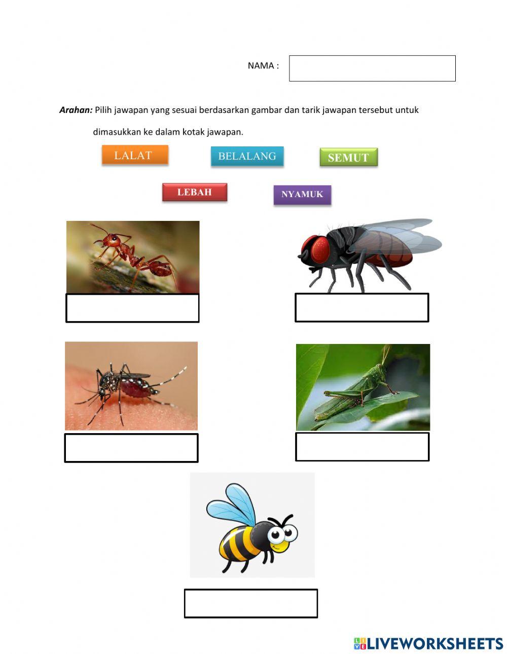 Sains Awal Prasekolah -Serangga-