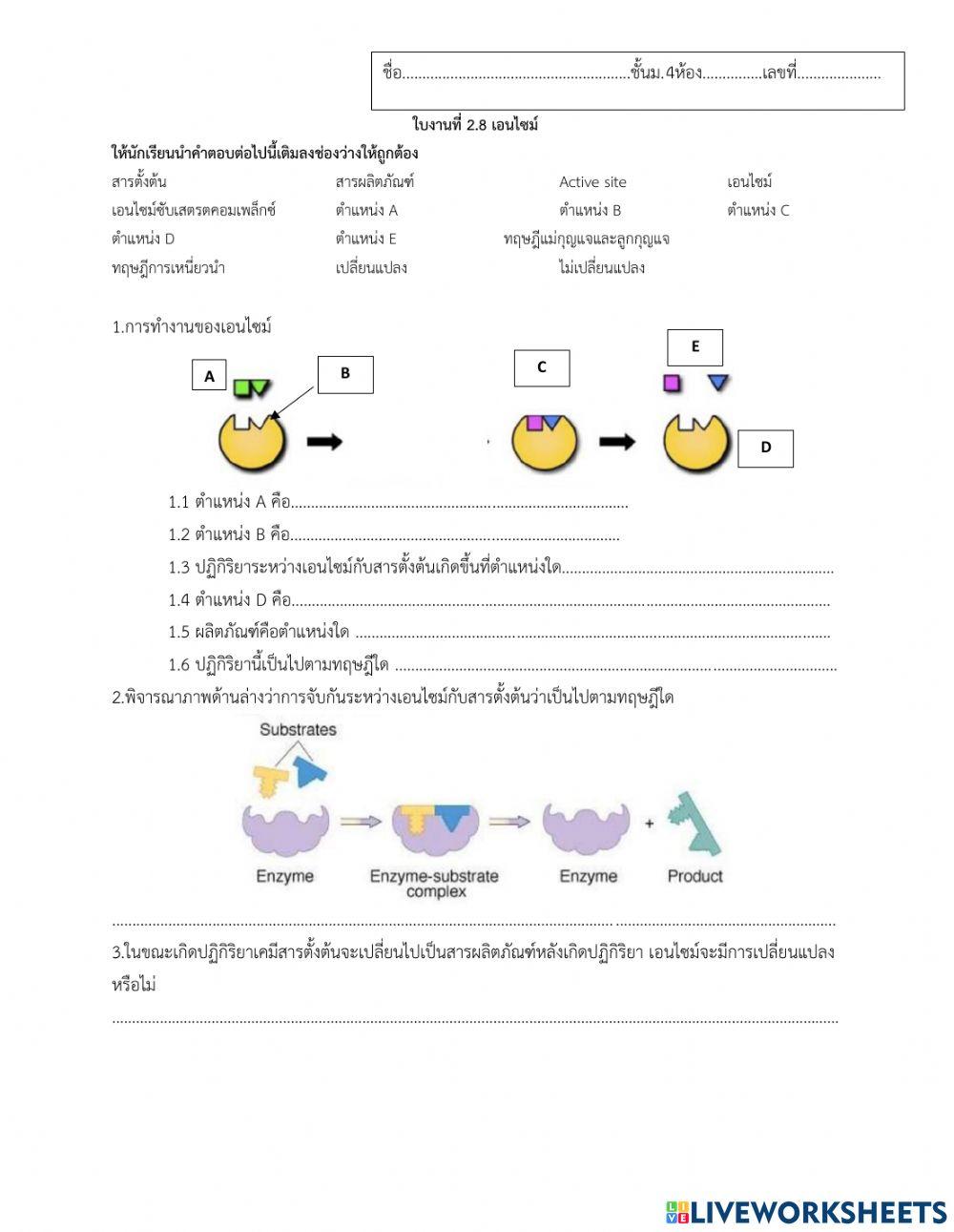 การทำงานของเอนไซม์