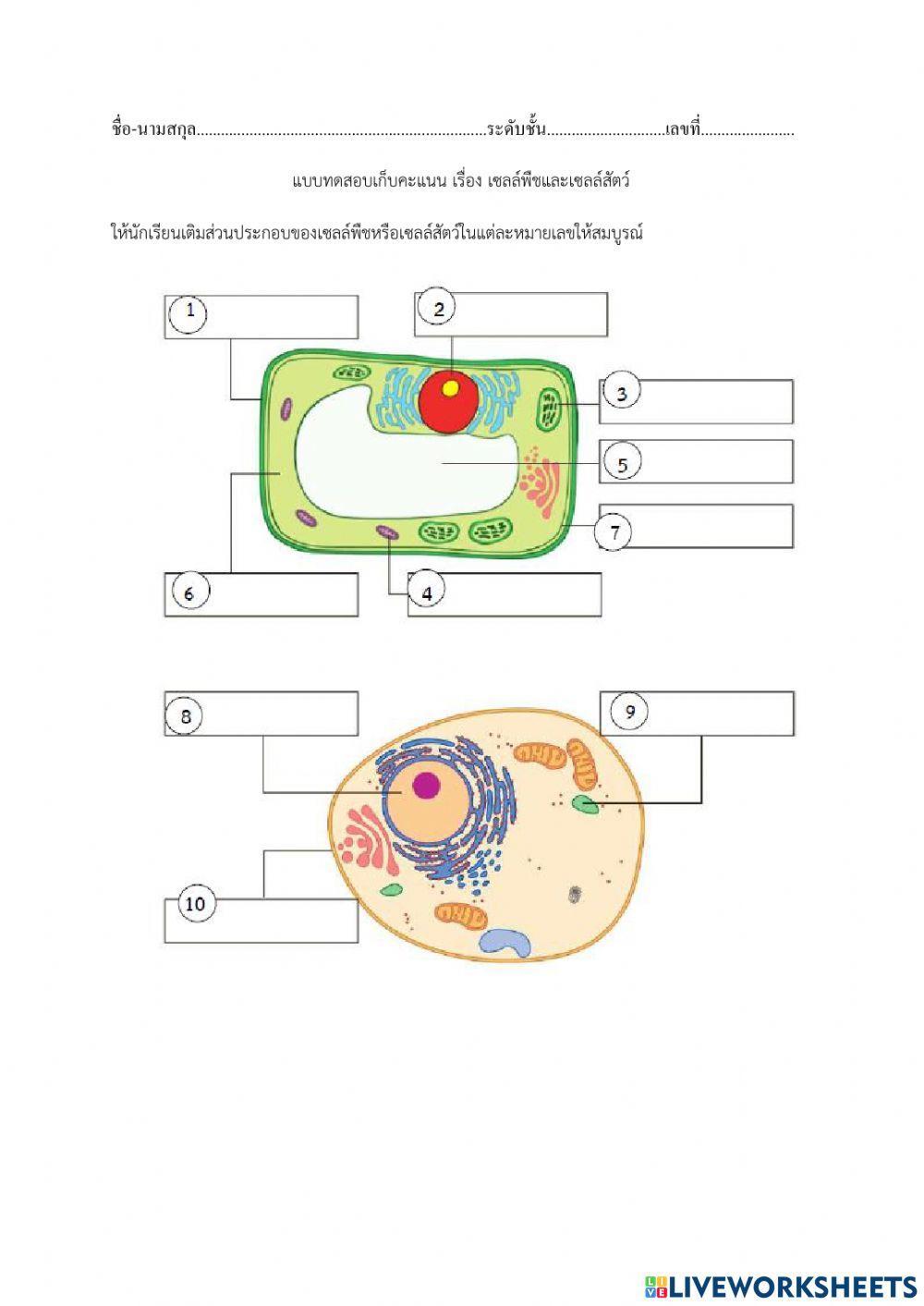 เซลล์พืชและเซลล์สัตว์