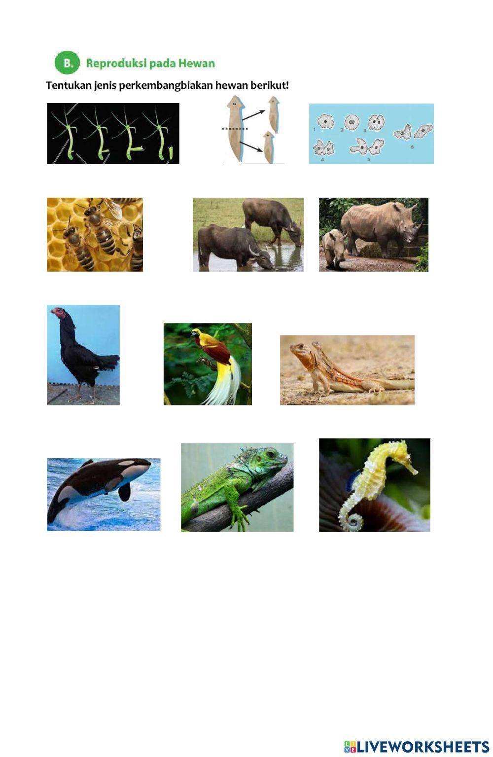 LKPD Perkembangbiakan tumbuhan paku, lumut dan hewan