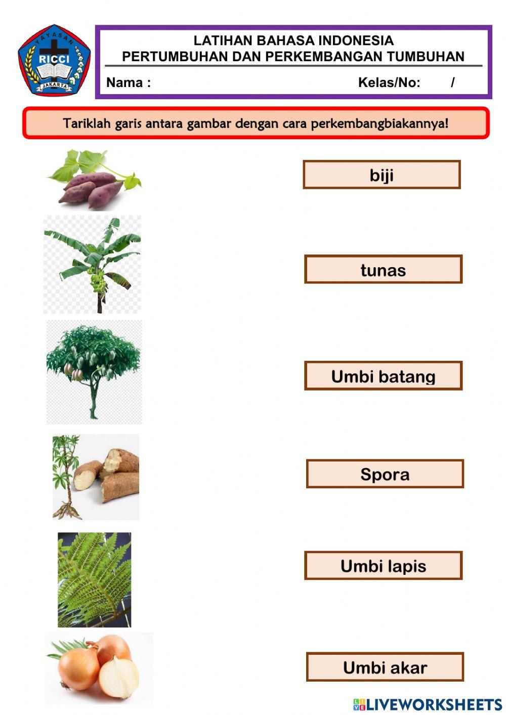 Pertumbuhan dan Perkembangan Tumbuhan