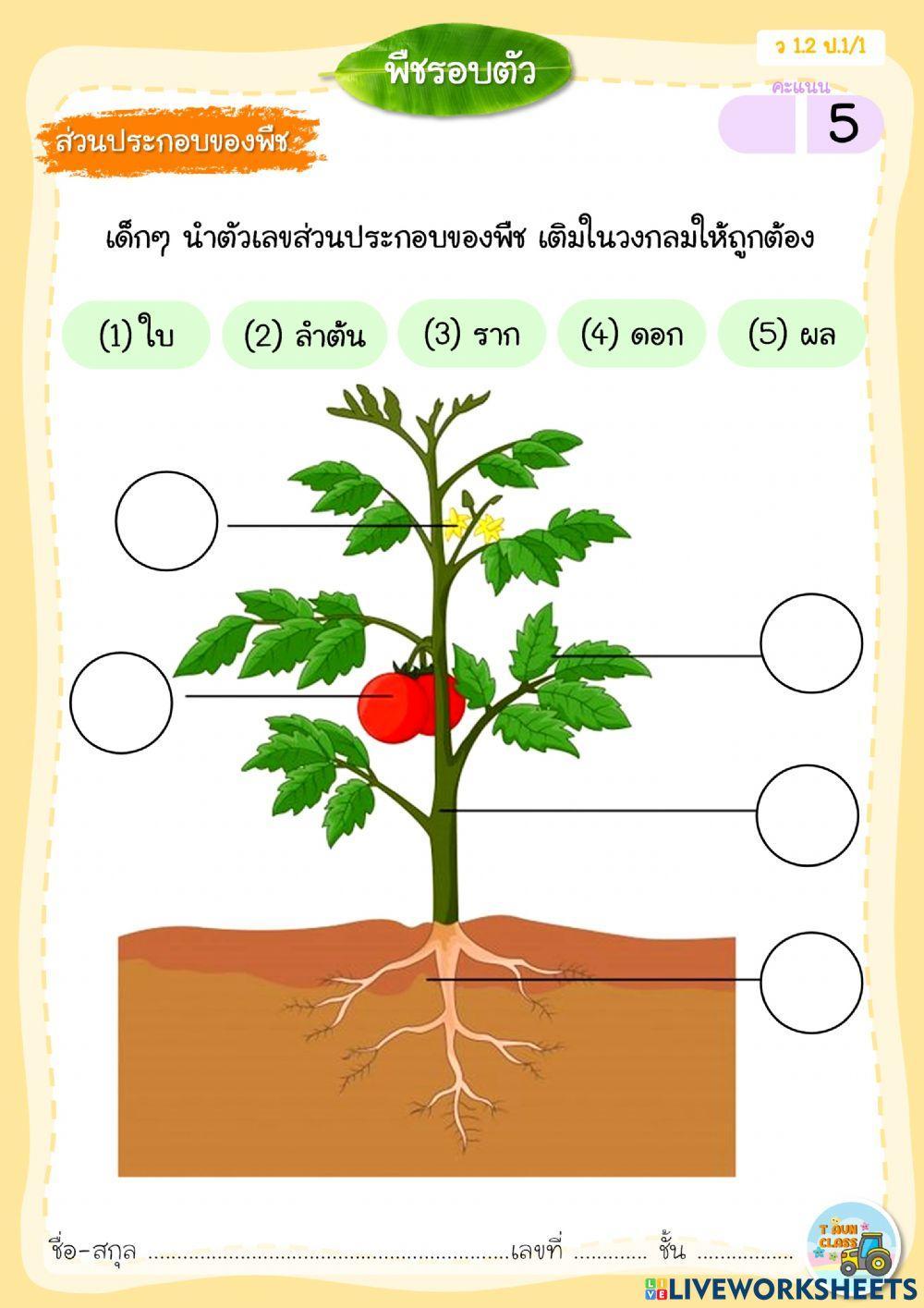 ส่วนประกอบของพืช