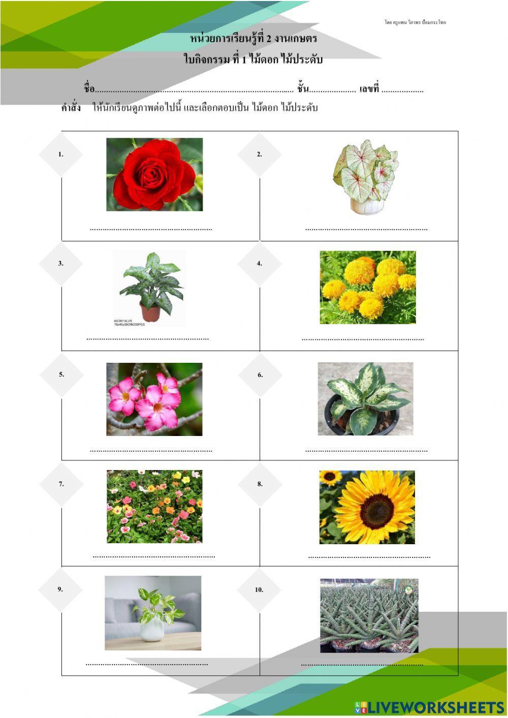 ไม้ดอกไม้ประดับ