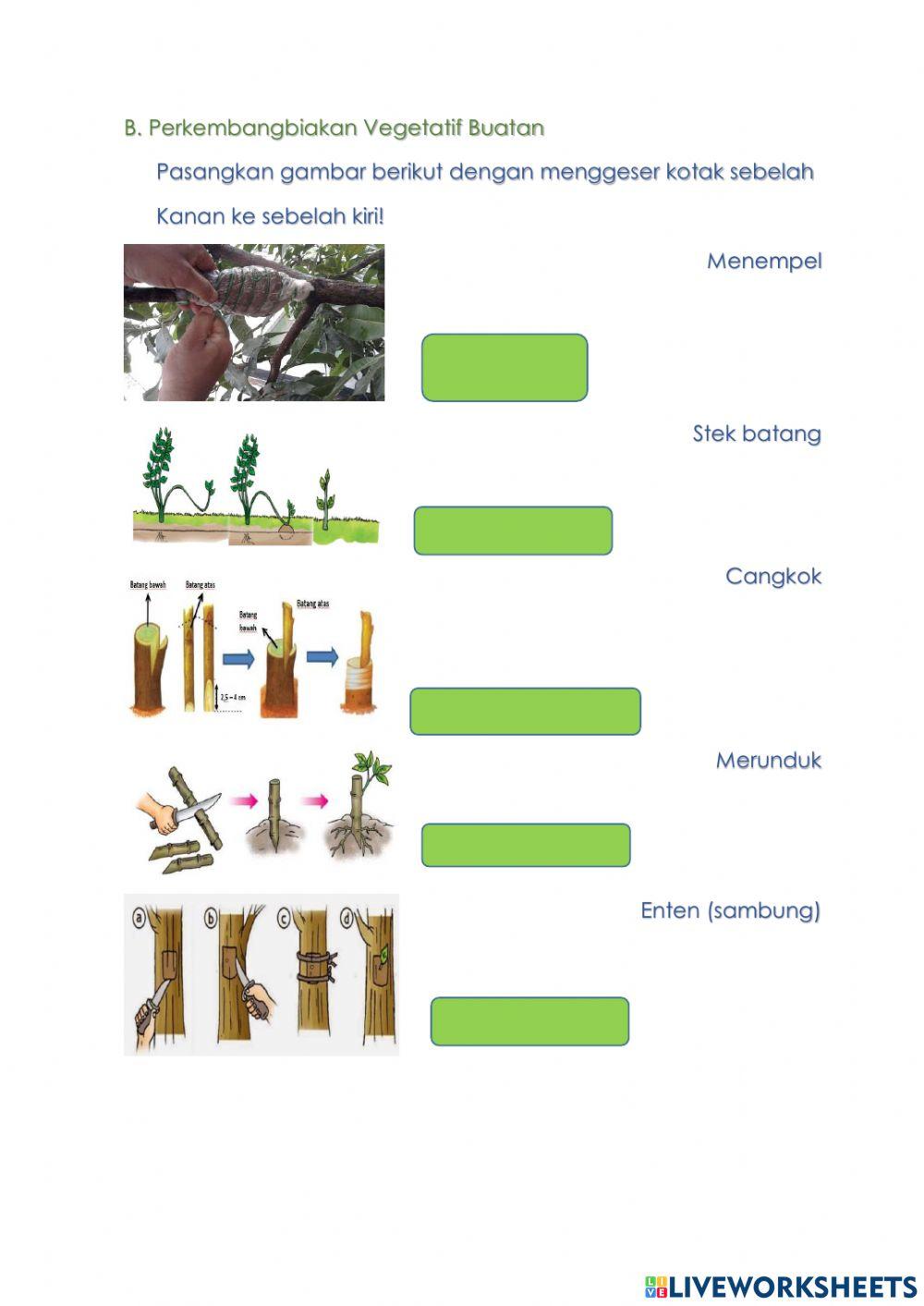 LKPD Perkembangbiakan vegetatif pada tumbuhan