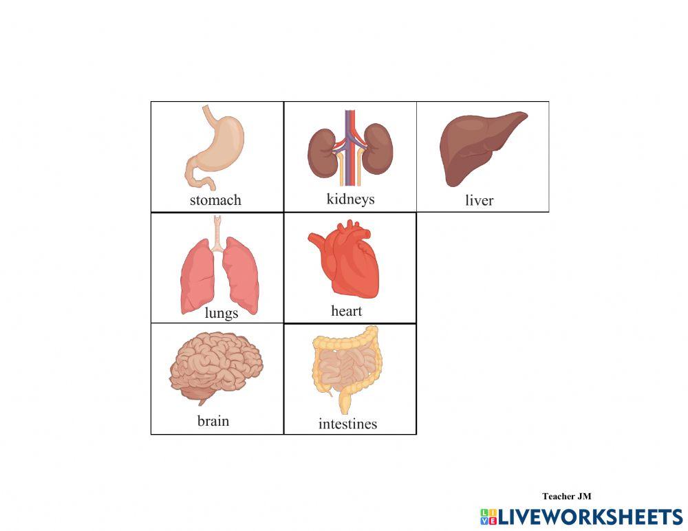 Body Organs