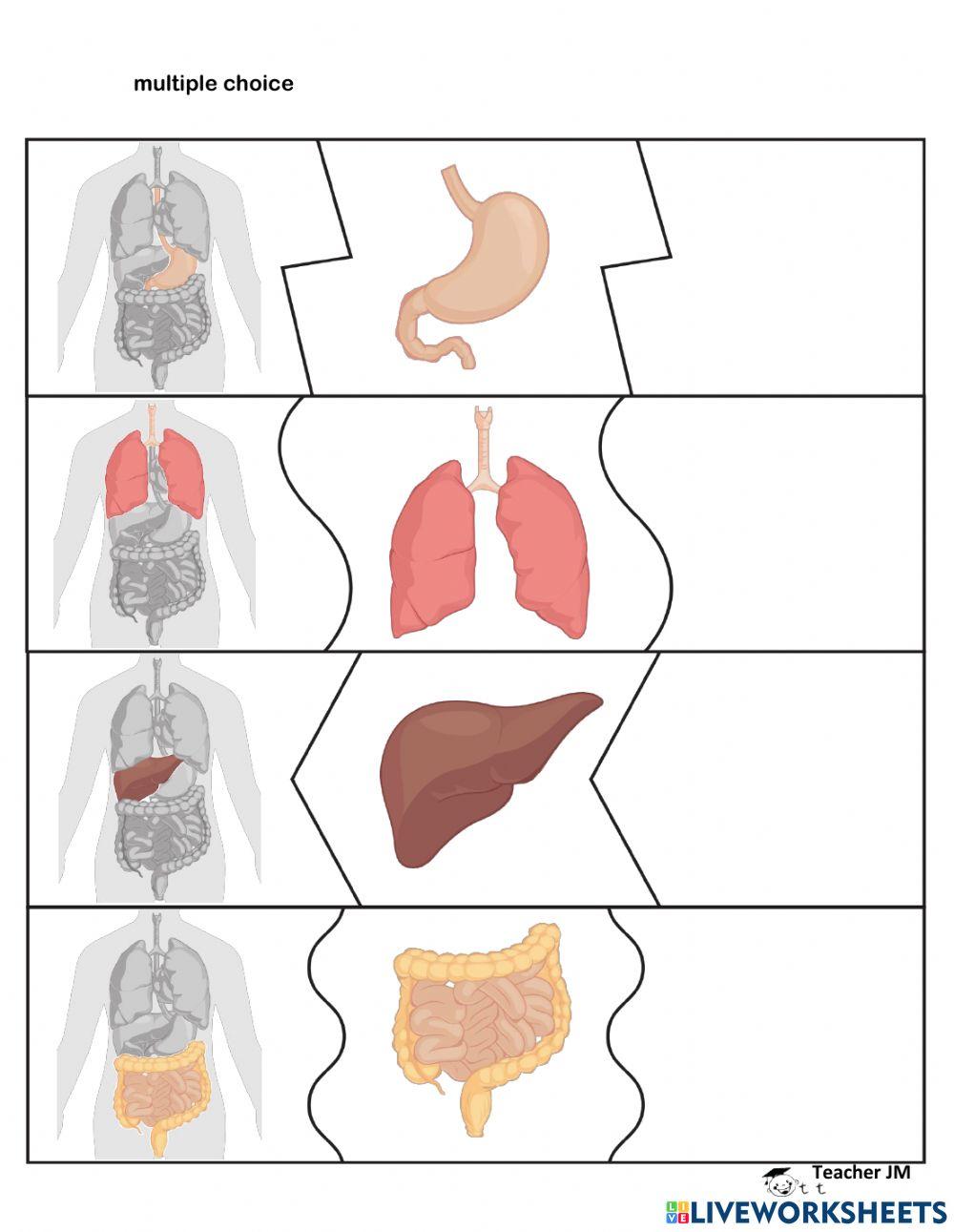 Body Organs