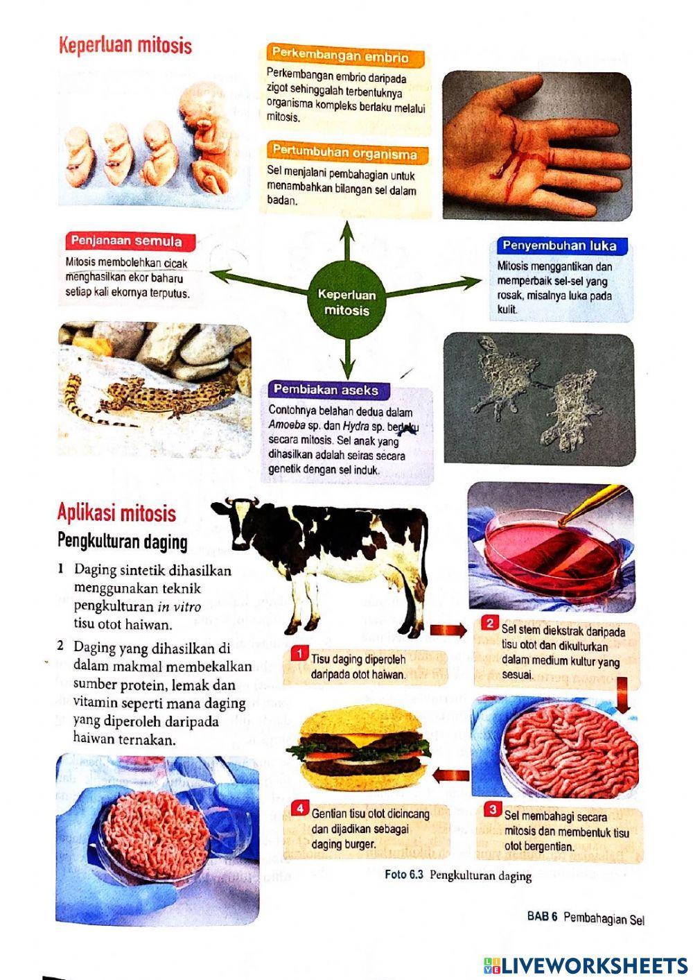 Bio t4 b6 pembahagian sel