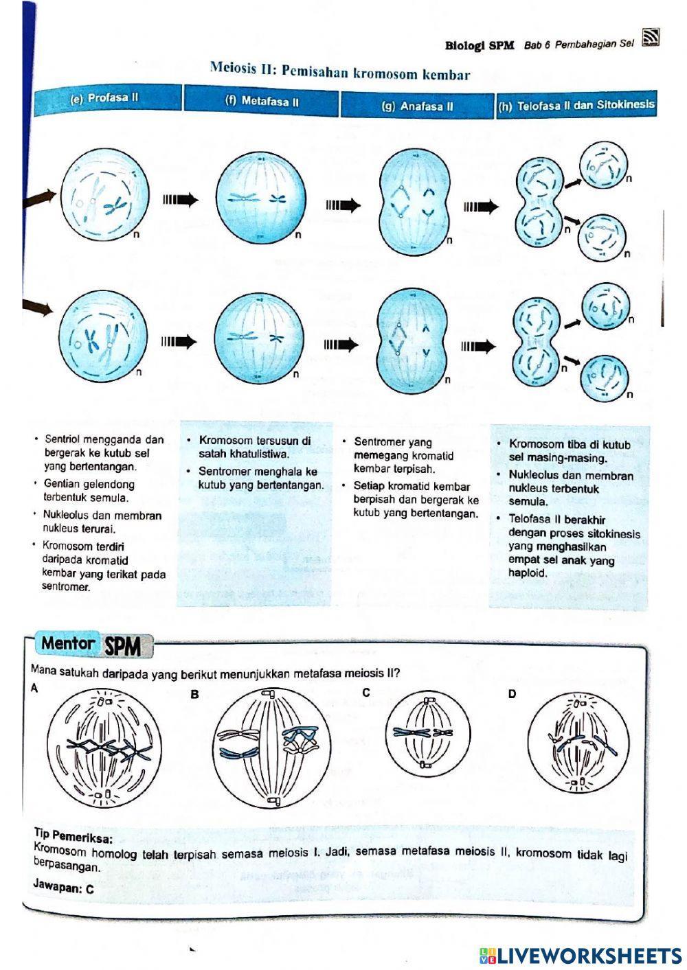 Bio t4 b6 pembahagian sel