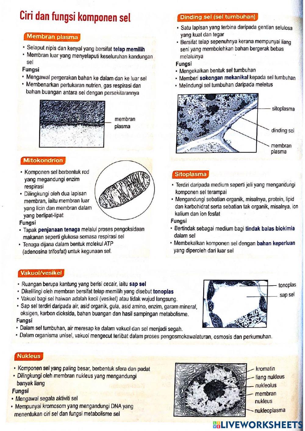 Bio t4 bab 2 sel & organisasi